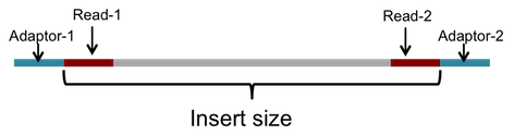 /static/vamp_images/insertion_size.png